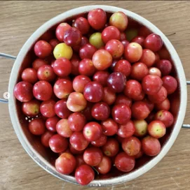 wildcherry